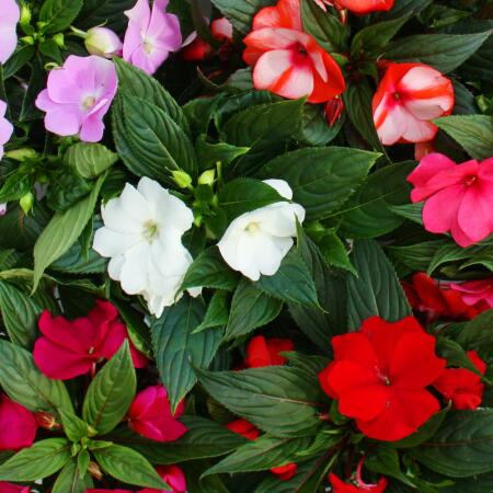 Edel-Lizzie - Impatiens New Guinea - different colors - Set with 3 plants in a 12cm pot