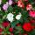 Edel-Lieschen - Impatiens Neu-Guinea - verschiedene Farben - Set mit 3 Pflanzen im 12cm Topf