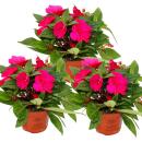 Edel-Lieschen - Impatiens Neu-Guinea - 12cm Topf - Set mit 3 Pflanzen - Hot Pink