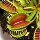 Venus Flytrap - Dionaea muscipula - 9cm pot