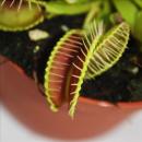 Venus Flytrap - Dionaea muscipula - 9cm pot