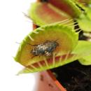 Venusfliegenfalle - Dionaea muscipula - 9cm Topf
