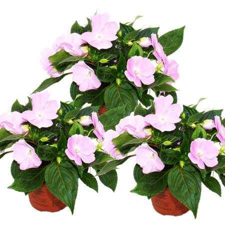 Edel-Lieschen - Impatiens Neu-Guinea - 12cm Topf - Set mit 3 Pflanzen - Zartes Violett
