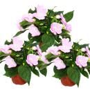 Edel-Lieschen - Impatiens New Guinea - Pot 12cm - Set de...