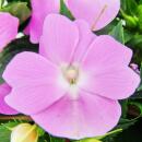 Sweet lily - Impatiens New Guinea - 12cm pot - Set of 3 plants - Delicate purple