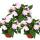 Sweet lily - Impatiens New Guinea - 12cm pot - Set of 3 plants - Delicate purple