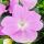 Edel-Lieschen - Impatiens Neu-Guinea - 12cm Topf - Set mit 3 Pflanzen - Zartes Violett