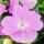 Sweet lily - Impatiens New Guinea - 12cm pot - Set of 3 plants - Delicate purple