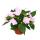 Sweet lily - Impatiens New Guinea - 12cm pot - Set of 3 plants - Delicate purple