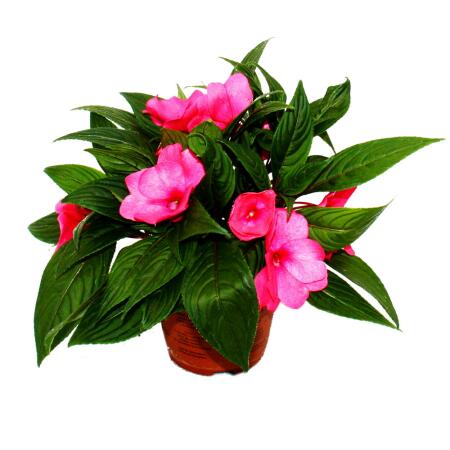 Edel-Lizzie - Impatiens New Guinea - Pot 12cm - Set de 3 plantes - Violet