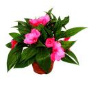 Sweet lily - Impatiens New Guinea - 12cm pot - Set of 3...