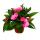 Edel-Lizzie - Impatiens New Guinea - Pot 12cm - Set de 3 plantes - Violet