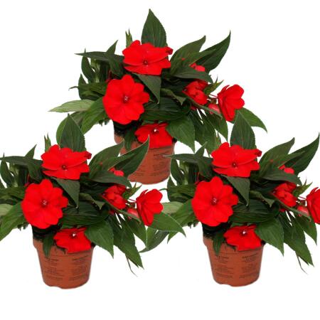 Edel-Lizzie - Impatiens New Guinea - Pot 12cm - Set de 3 plantes - Rouge