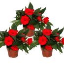 Edel-Lizzie - Impatiens New Guinea - 12cm pot - Set with 3 plants - Red
