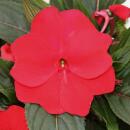 Sweet lily - Impatiens New Guinea - 12cm pot - Set of 3 plants - Red