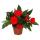Edel-Lizzie - Impatiens New Guinea - 12cm pot - Set with 3 plants - Red