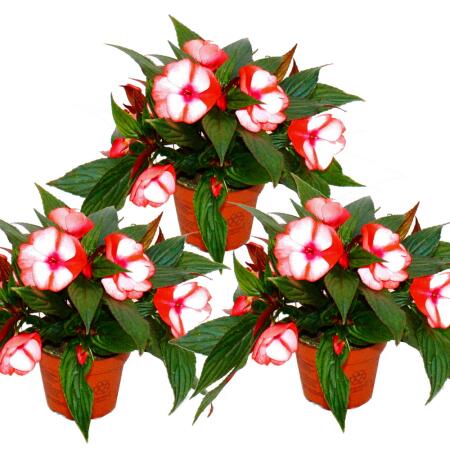 Edel-Lieschen - Impatiens New Guinea - pot 12cm - set de 3 plantes - rouge-blanc