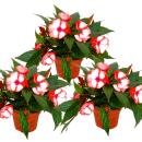 Edel-Lieschen - Impatiens New Guinea - 12cm pot - set with 3 plants - red-white