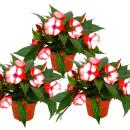 Edel-Lieschen - Impatiens Neu-Guinea - 12cm Topf - Set...