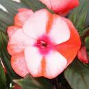 Edel-Lieschen - Impatiens New Guinea - pot 12cm - set de 3 plantes - rouge-blanc