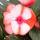 Edel-Lieschen - Impatiens Neu-Guinea - 12cm Topf - Set mit 3 Pflanzen - Rot-Wei&szlig;