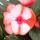 Edel-Lieschen - Impatiens New Guinea - pot 12cm - set de 3 plantes - rouge-blanc