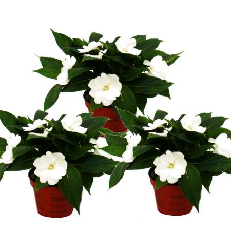 Edel-Lizzie - Impatiens New Guinea - Pot 12cm - Set de 3 plantes - Blanc