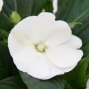 Edel-Lizzie - Impatiens New Guinea - Pot 12cm - Set de 3 plantes - Blanc