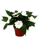Edel-Lizzie - Impatiens New Guinea - 12cm pot - Set with 3 plants - White