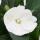 Edel-Lizzie - Impatiens New Guinea - 12cm pot - Set with 3 plants - White