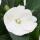 Edel-Lizzie - Impatiens New Guinea - Pot 12cm - Set de 3 plantes - Blanc