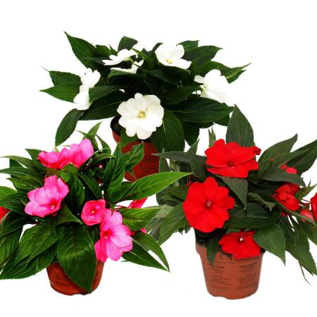 Sweet lily - Impatiens New Guinea - 12cm pot - Set of 3 plants - Colour mix