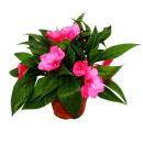 Edel-Lieschen - Impatiens Neu-Guinea - 12cm Topf - Set mit 3 Pflanzen - Farb-Mix