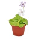 Fettkraut - Pinguicula - 9cm Topf