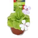 Butterwort - Pinguicula - surprise variety - 9cm pot