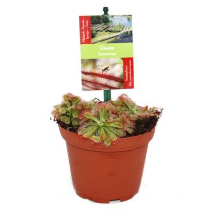 Drosera alicae - Sundew - 9cm pot