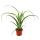 Tillandsia Curly Slim - unusual air carnation in a 12cm pot - bromeliad