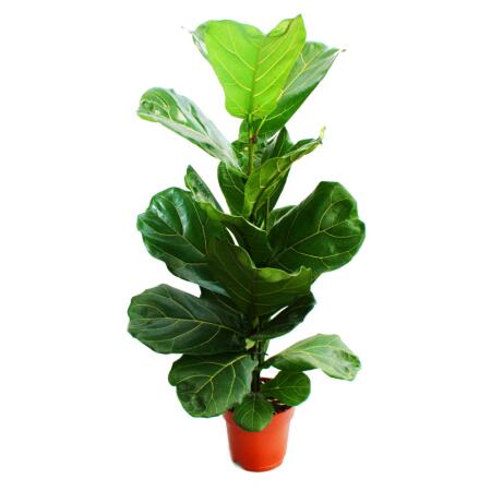 Ficus lyrata, Geigenfeige 17cm Topf