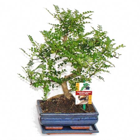 Bonsai Szechuan-Pfeffer - Zanthoxylum piperitum - ca. 8 Jahre