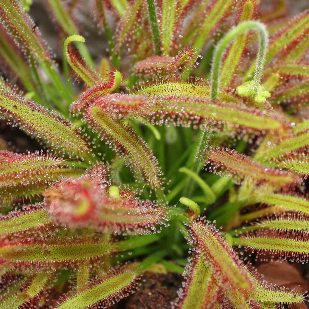 Cape Sundew Drosera capensis 9cm
