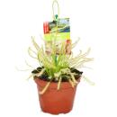 Cape Sundew - Drosera capensis - 9cm