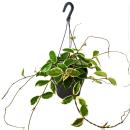 Indoor plant to hang - Hoya carnosa &quot;Krimson...