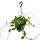 Zimmerpflanze zum H&auml;ngen - Hoya carnosa &quot;Krimson Queen&quot;  XXL - Porzellanblume - Wachsblume - 19cm Ampel