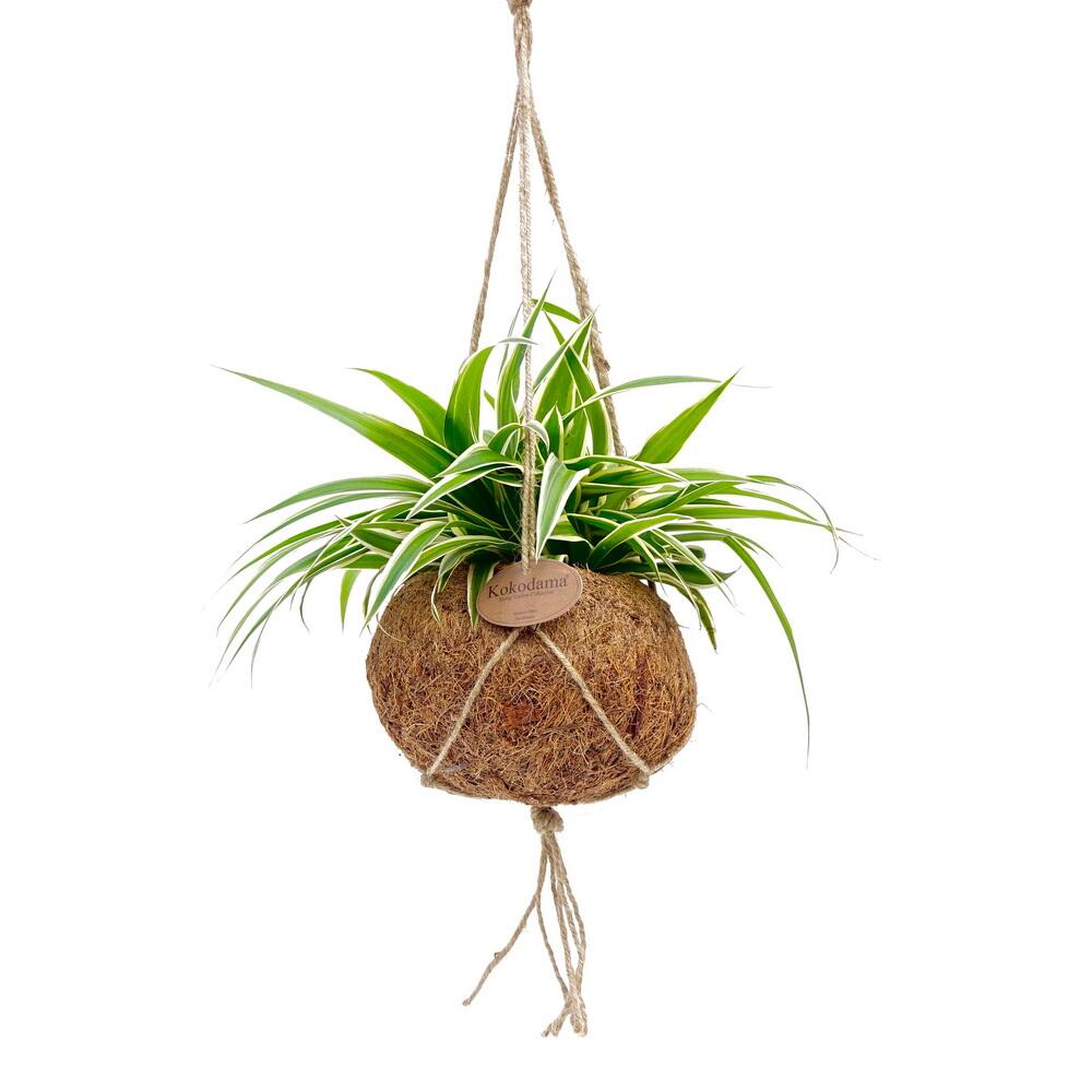 Kokodama - Chlorophytum in a hanging cocodama pot - green lily - appr