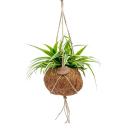 Kokodama - Chlorophytum in Kokodama jar for hanging -...