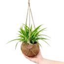 Kokodama - Chlorophytum in Kokodama jar for hanging -...