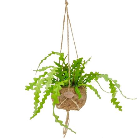 Kokodama - Epiphyllum anguliger in an XL Kokodama hanging planter - crocodile tail cactus - approx. 17cm