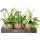 Kokodama - Epiphyllum anguliger in an XL Kokodama hanging planter - crocodile tail cactus - approx. 17cm
