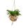 Kokodama - Fougère tarentule en pot de cocodama XL à suspendre - Humata tyermannii - ca. 17cm