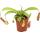 Pitcher Plant - Nepenthes - 9cm pot